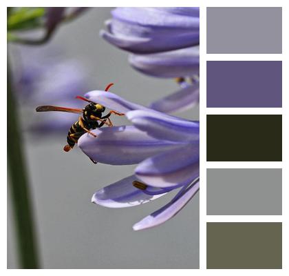 Ornamental Lily Wasp Pollination Image